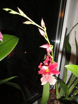 Orchideák 5