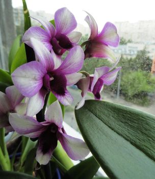 Orchideák 50