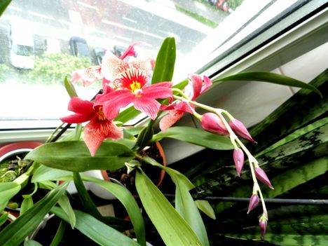 Orchideák 51