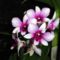 Orchideák 52