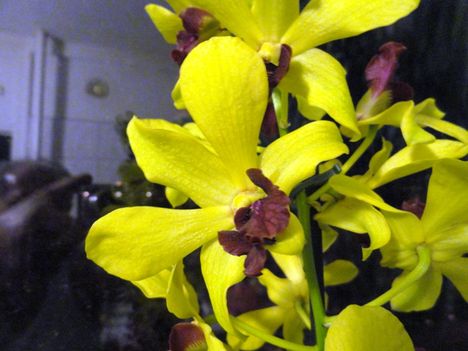 Orchideák 53
