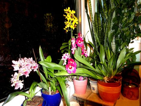 Orchideák 56