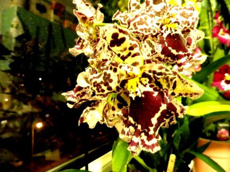 Orchideák 57