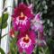 Orchideák 6