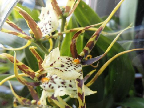 Orchideák 6;Brassia