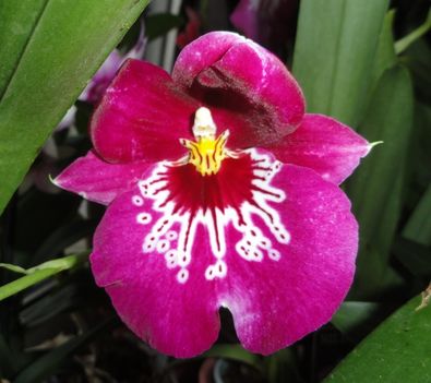 Orchideák 7