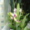 Orchideák 8;Dendrobium