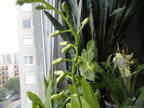 Orchideák 9; Dendrobium