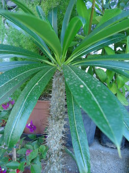 Pachyphytum "madagaszkári pálma"