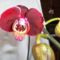 Phalaenopsis 2013.06.10