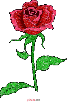 Red Rose