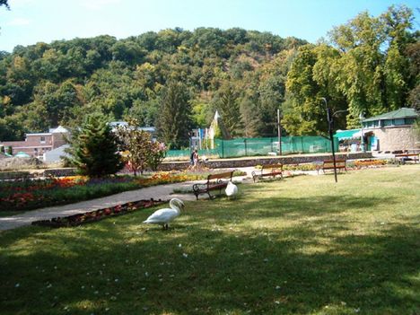 Száryas "hófehérkék"... 5