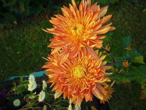 2013 nov. Párosan.