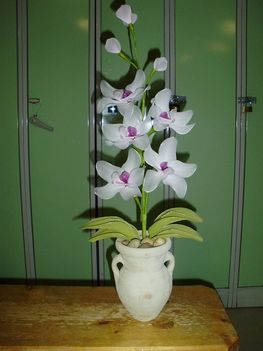 Orchidea