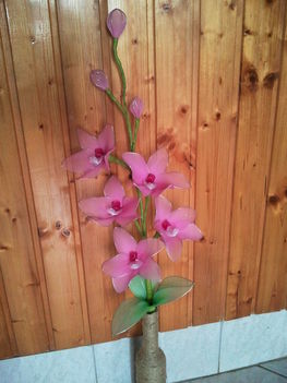 orchidea