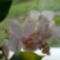 Virágzó orchídeáim 1