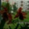Virágzó orchídeáim 2