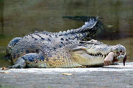 Nílusi krokodil