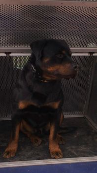 Dante
