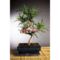 bonsai-mix-15cm-etage-1520-