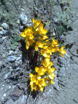 Gyékényesi crocus