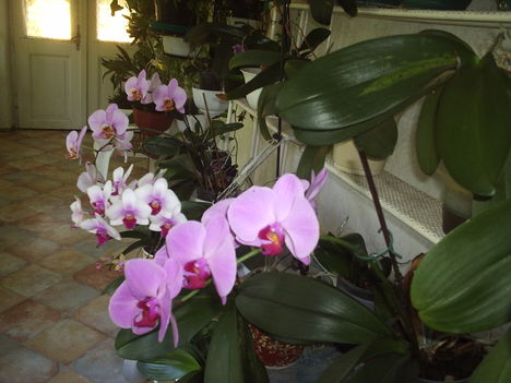Orchideák még a folyosón.