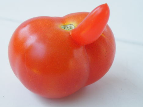 Szitakötő, paradicsom, virágzó vérvirág, temetői dzsungel 002