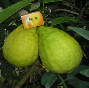 2013 12 29 011w