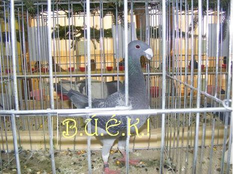 Búék 