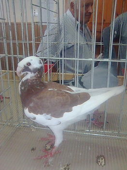 Nemesvámos