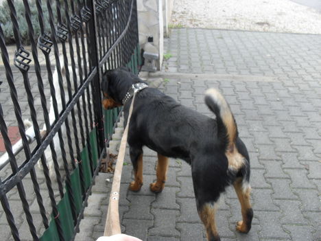 pusziosztás