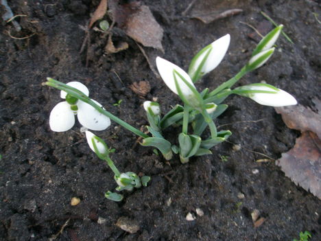Hóvirág 2014 jan. 8. 