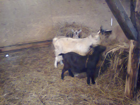 Negró, Big Mama ,és Bambi (leghátul)