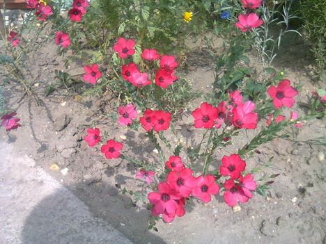 Virágaim