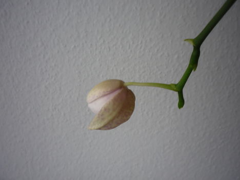 JANUÁR 13