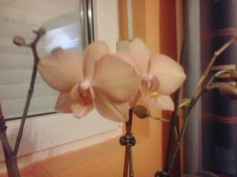 orchidea 2