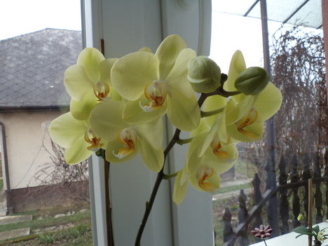 orchidea nagy virágú 2014 jan 23