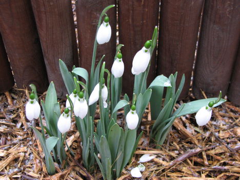 Pompás hóvirág (Galanthus elwesii)