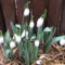 Pompás hóvirág (Galanthus elwesii)