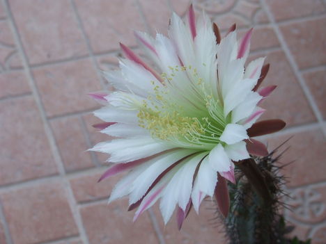 Cereus aethiops