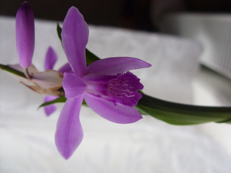Kerti Orchidea