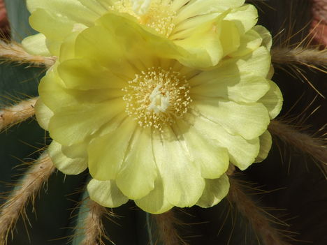 Notocactus magnificus