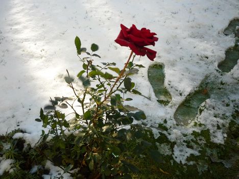 2013 dec.7 Hó és rózsa.