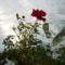 2013 dec.7 Hó és rózsa.