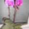DSCN2174