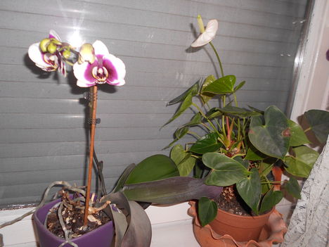DSCN2175