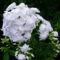 fehér bugás lángvirág