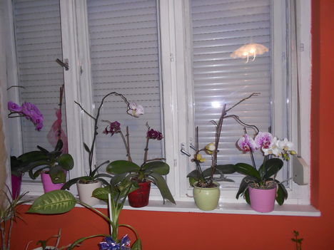 orchideáim...