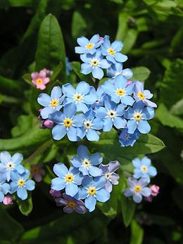 260px-Forget-me-not_close_600
