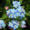 260px-Forget-me-not_close_600